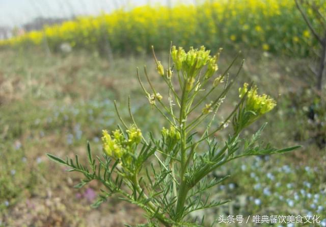 陜西特色小吃——米蒿饃