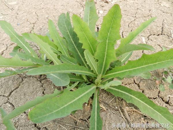 西安唯典小吃培訓教您做野菜（廿三）苦菜