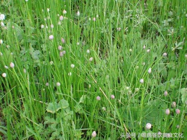 西安唯典小吃培訓教您做野菜（廿一）野韭菜