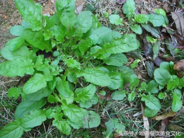 西安唯典小吃培訓教您做野菜（二十）薺薺菜