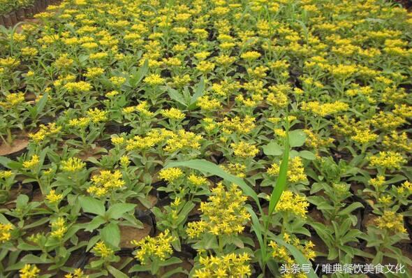 西安唯典小吃培訓教您做野菜（十七）土三七