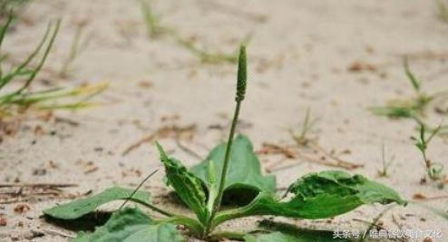 西安唯典小吃培訓教您做野菜（十六）大玻璃草