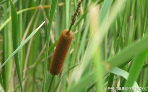 西安唯典小吃培訓教您做野菜（十三）蒲菜