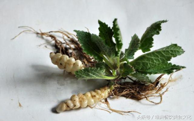 西安唯典小吃培訓(xùn)教您做野菜（八）螺絲菜