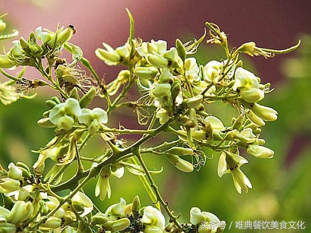 又到槐花盛開的季節，槐花飯怎么做呢？