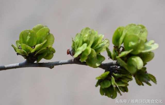 春天常見的野菜您知道多少？