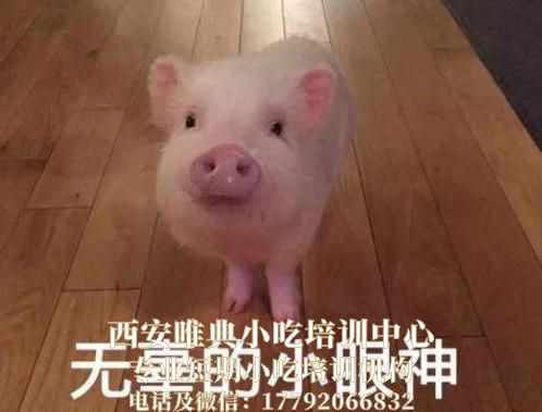 豬肉價格